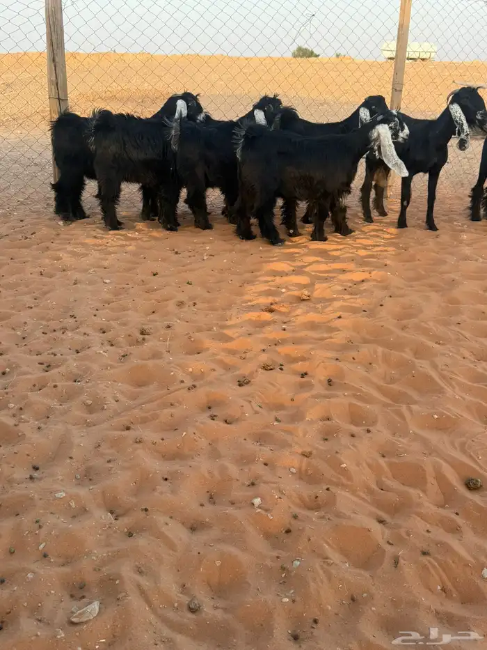 جفرات عوارض 9