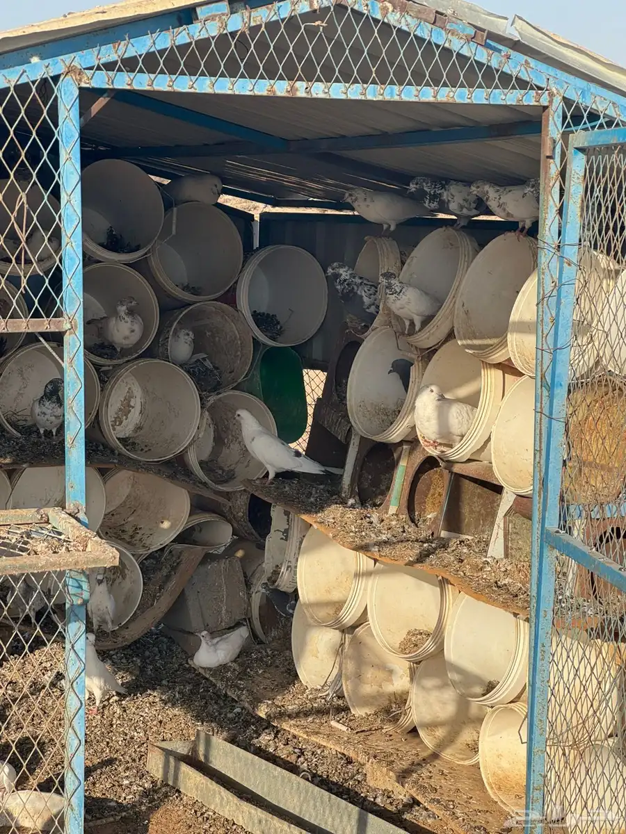 حمام فرنسي مع بلدي للبيع الموقع الطايف كبري عشيرة 0