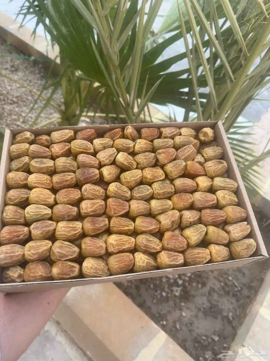 رطب خلاص الخرج وسكري القصيم 0