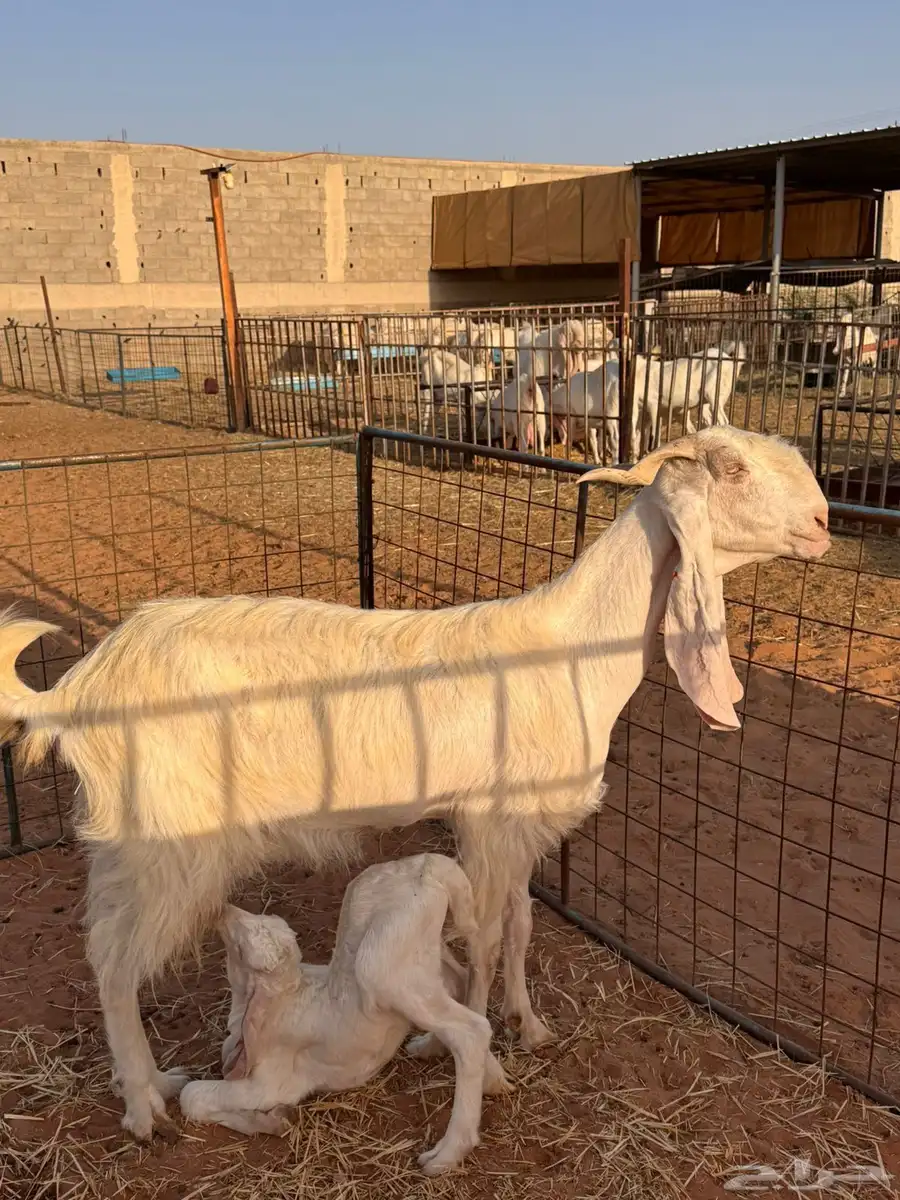 للبيع عنز والد بيضاء مشروكة 2