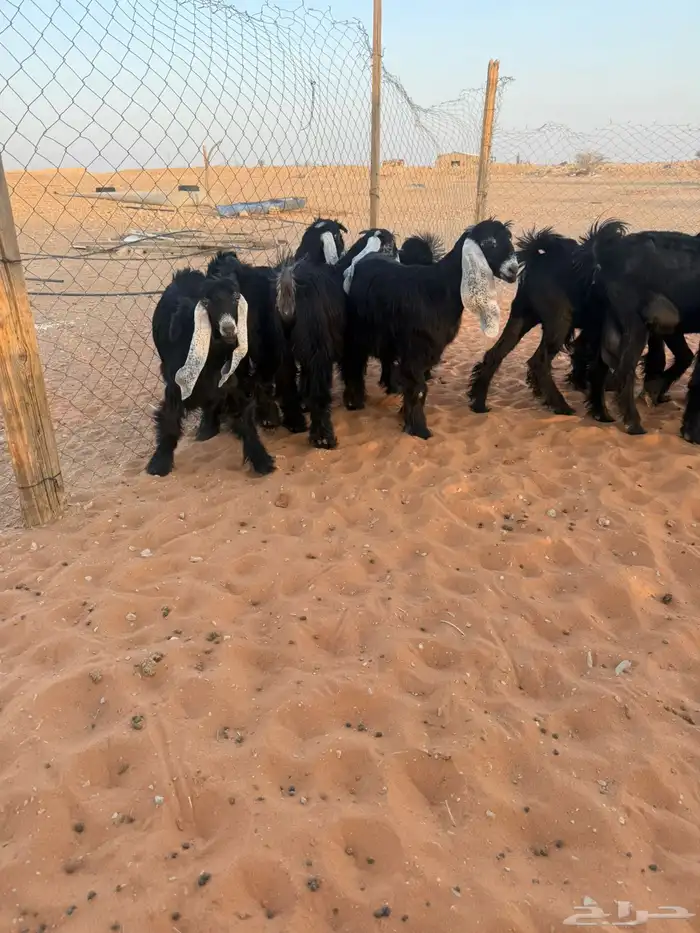 جفرات عوارض 2