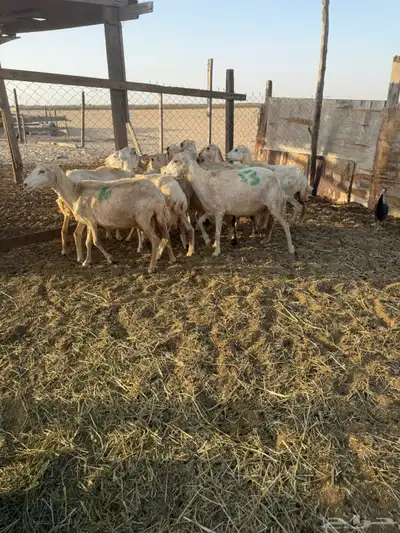 ضان خلفات رفيديات 8 معها 16 0