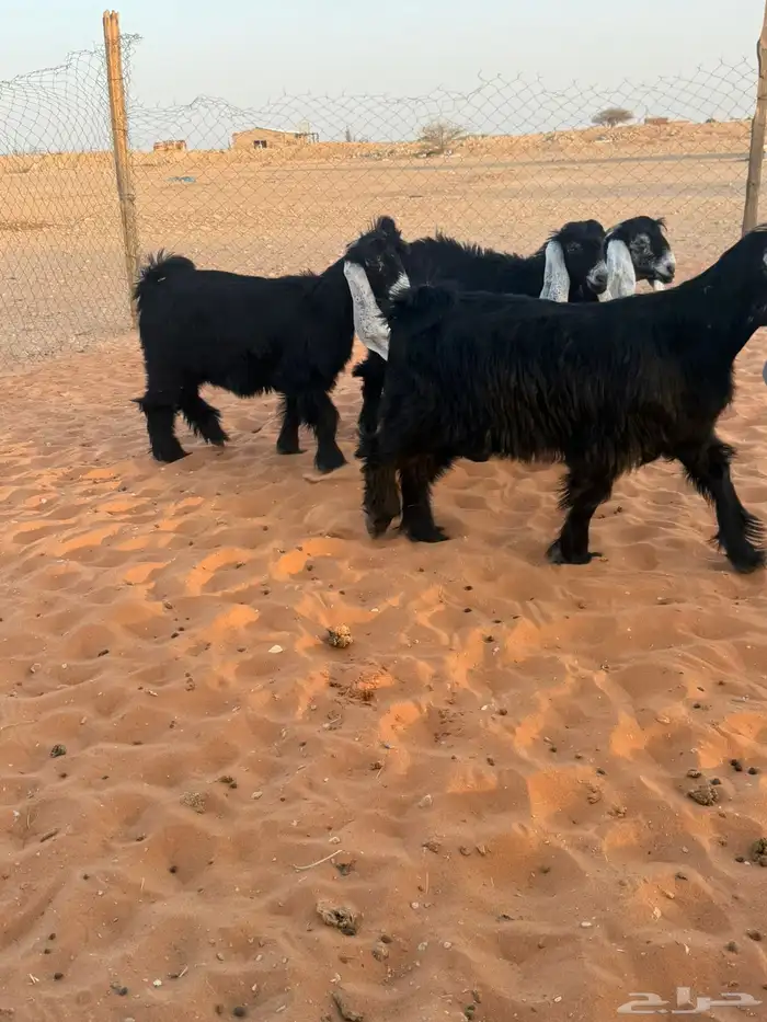 جفرات عوارض 8