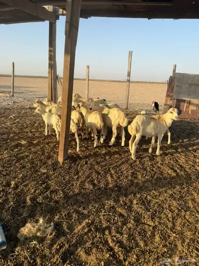 ضان خلفات رفيديات 8 معها 16 2