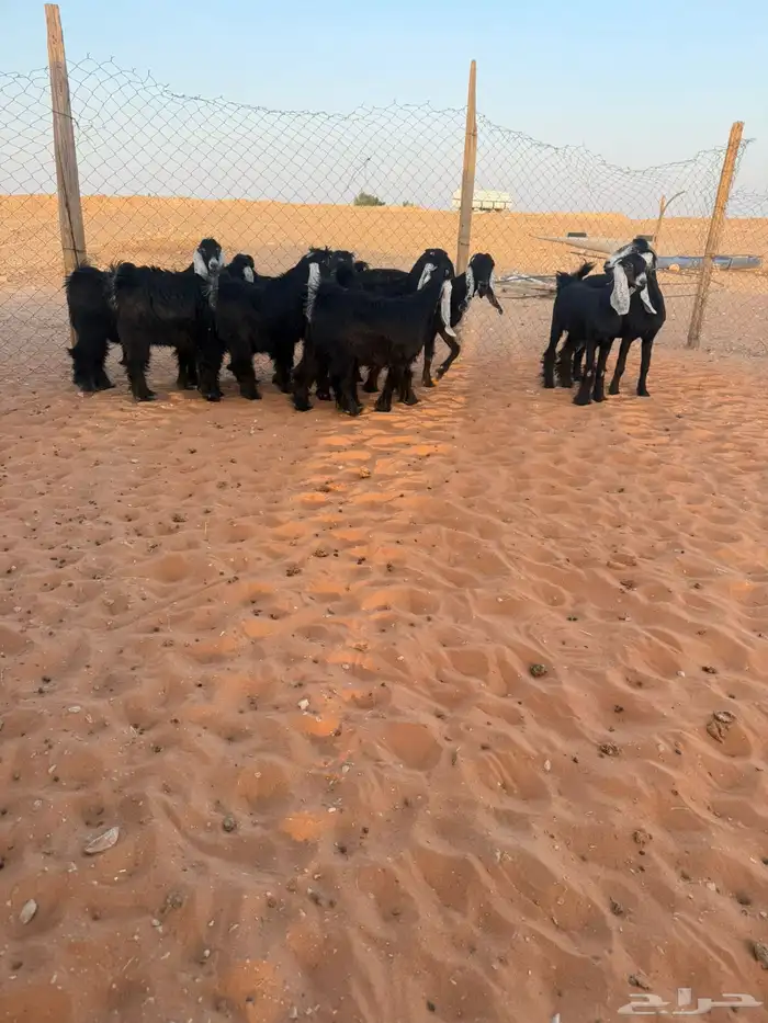 جفرات عوارض 10