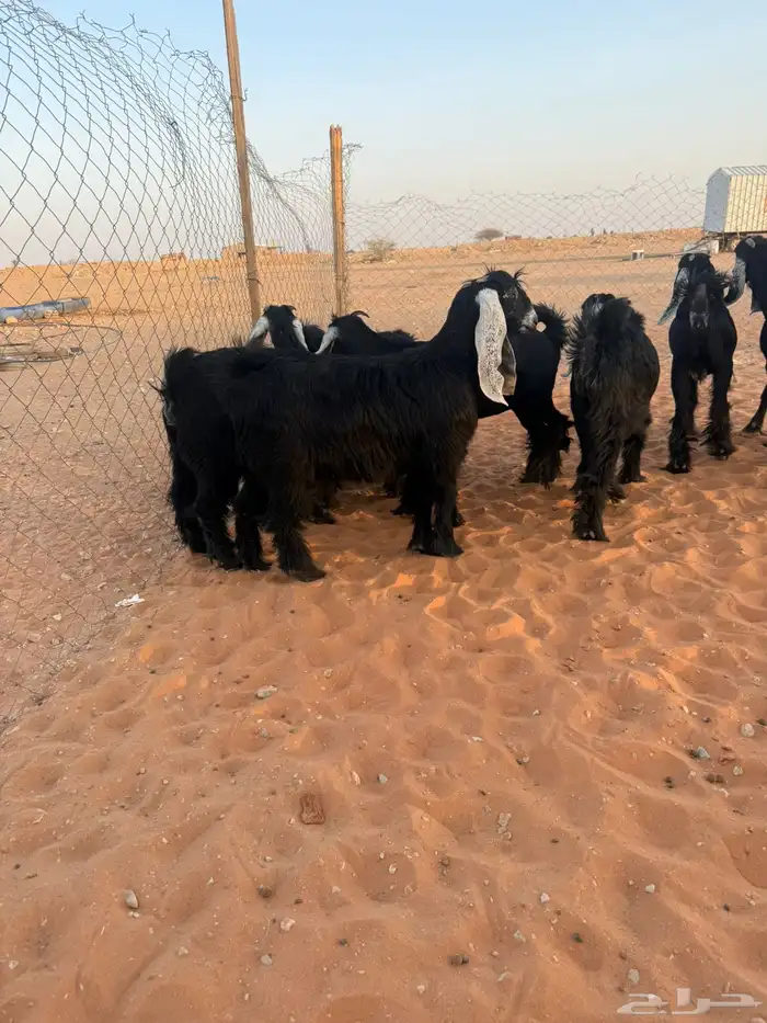 جفرات عوارض 3