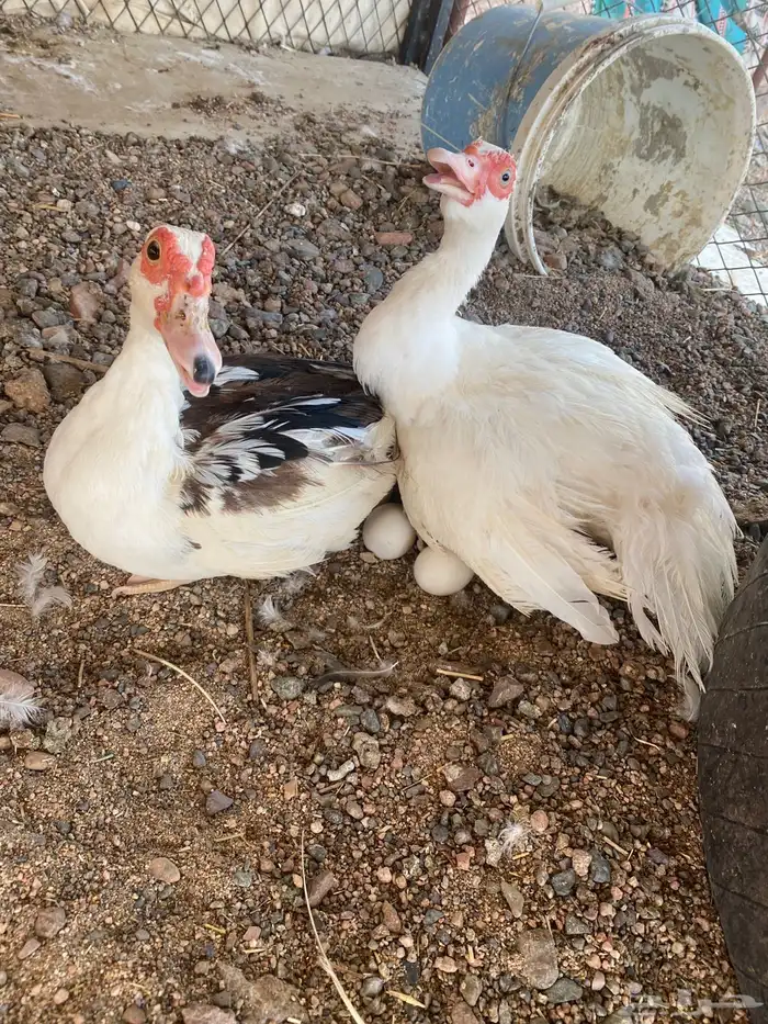 بط مصري منتج شرط 2