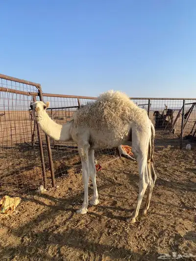 قعود 1