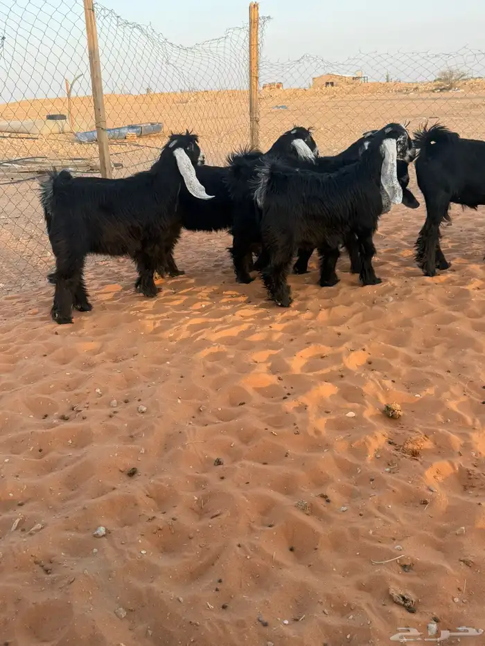 جفرات عوارض 11