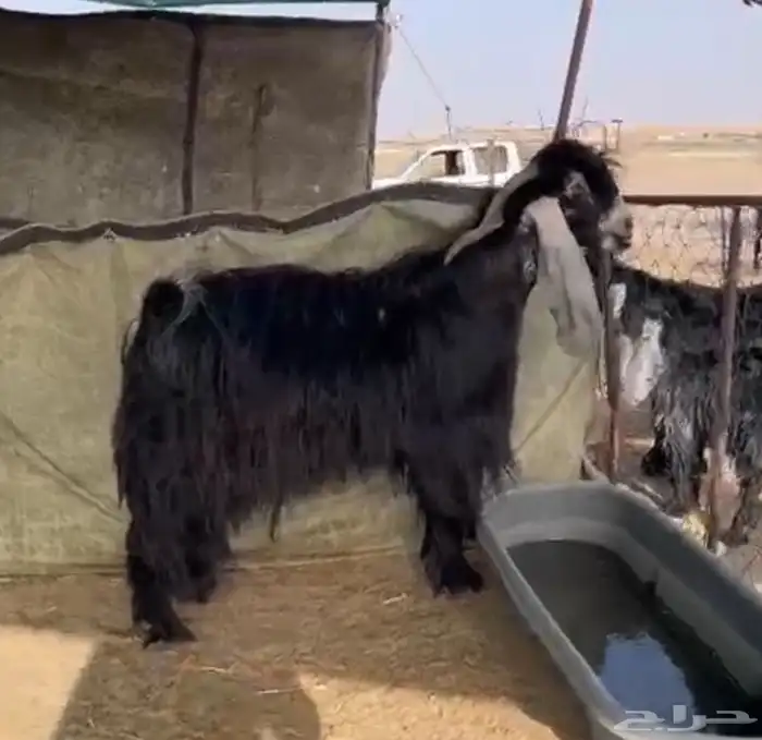فحل عارضي صنف تيس 2
