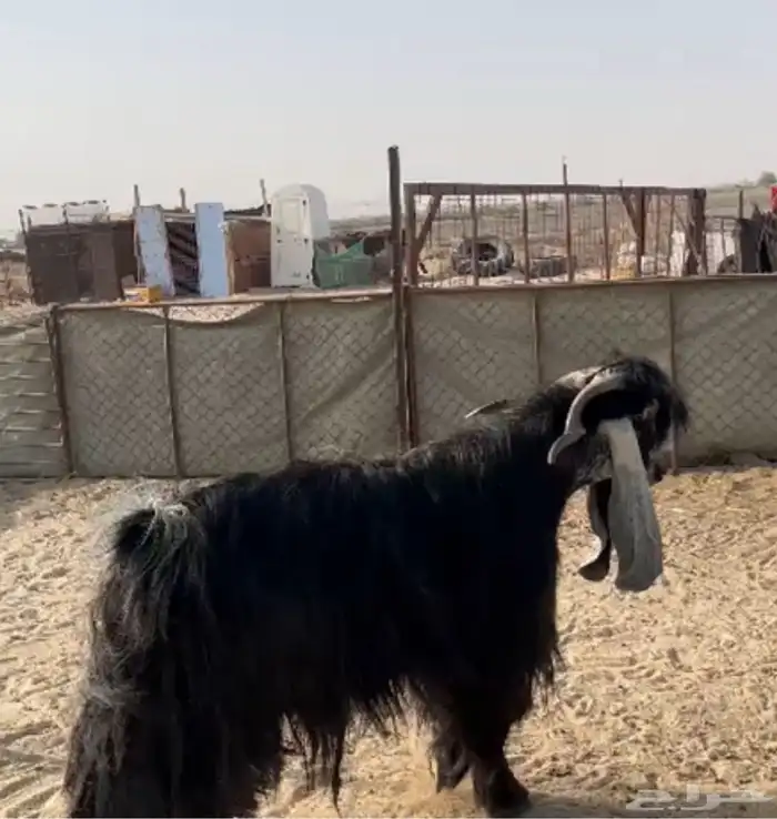 فحل عارضي صنف تيس 0
