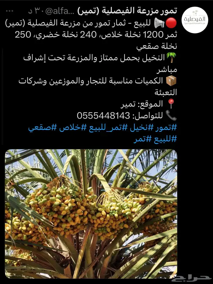ثمار تمر للبيع (خلاص - صقعي - خضري) 1