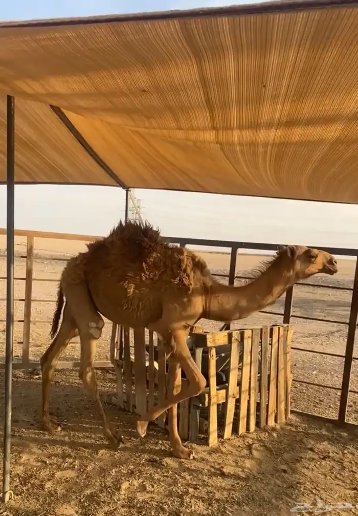 قعود العمر 5شهور وطيب 2
