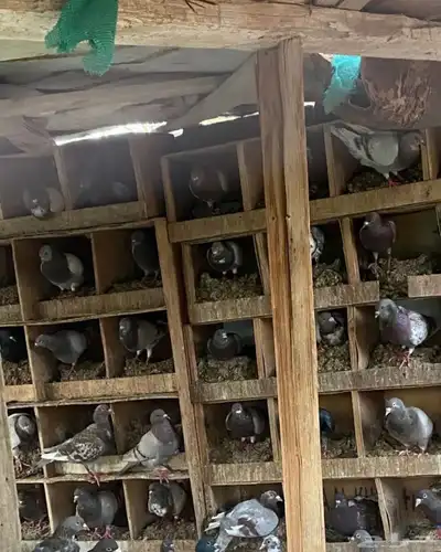 حمام فرنسي سلفر 20 جوز 0