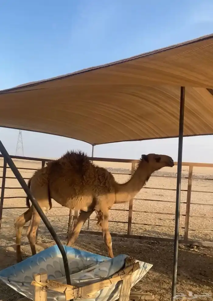 قعود العمر 5شهور وطيب 1