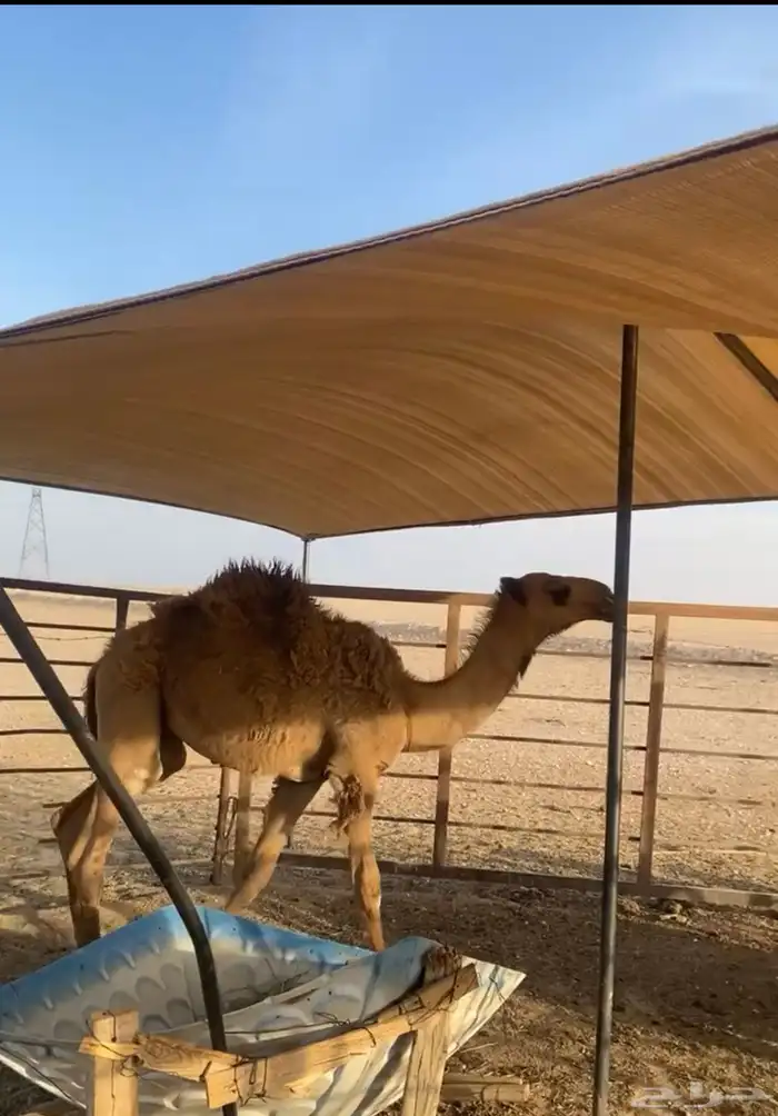 قعود العمر 5شهور وطيب 3
