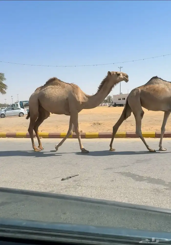 بكره رمانيه كفو 1