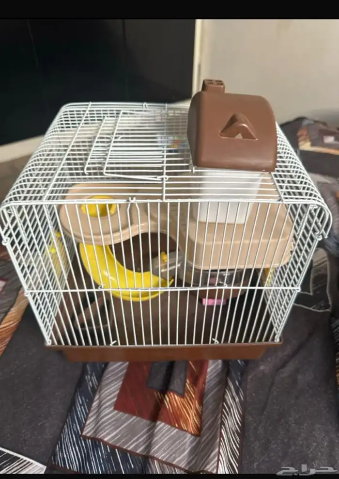 حيوانات أليفة هامستر 16