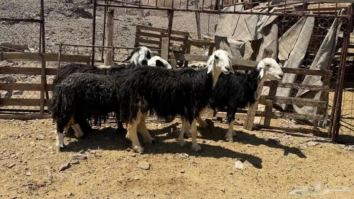 ((تم البيع ))ضان نجد فاخره 0