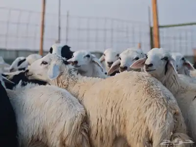 تيوس و غنم وعارضيات وحريات للبيع 0