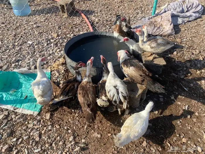 بط مصري منتج شرط 17