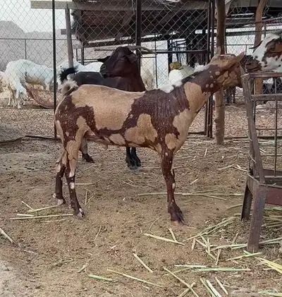 جفار بفحلها الوان فاخره جيشي 1