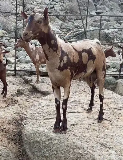 جفار بفحلها الوان فاخره جيشي 0