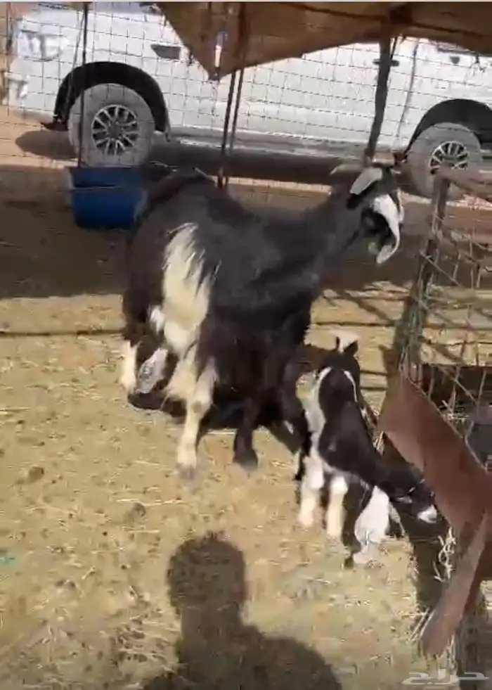 عنز معها اثنين تم البيع 1