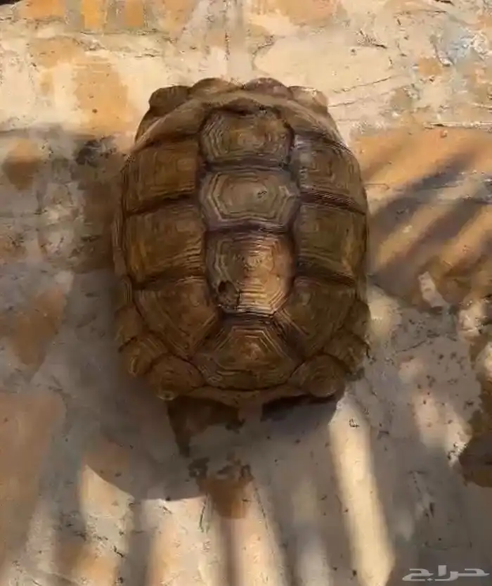 سسللحفااه ضخمه 4