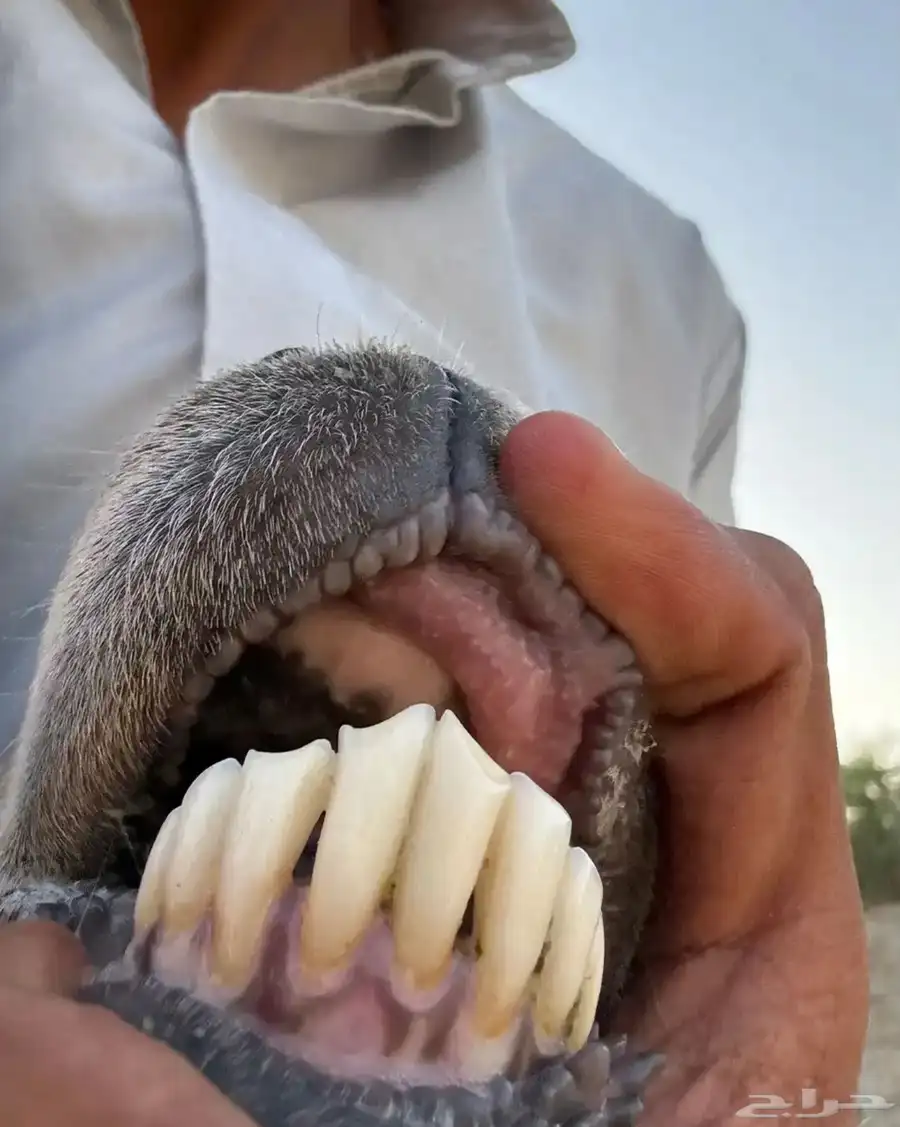 نعجه سواكنيه درمانيه صنف والد معه طلي مشروف فحل 8