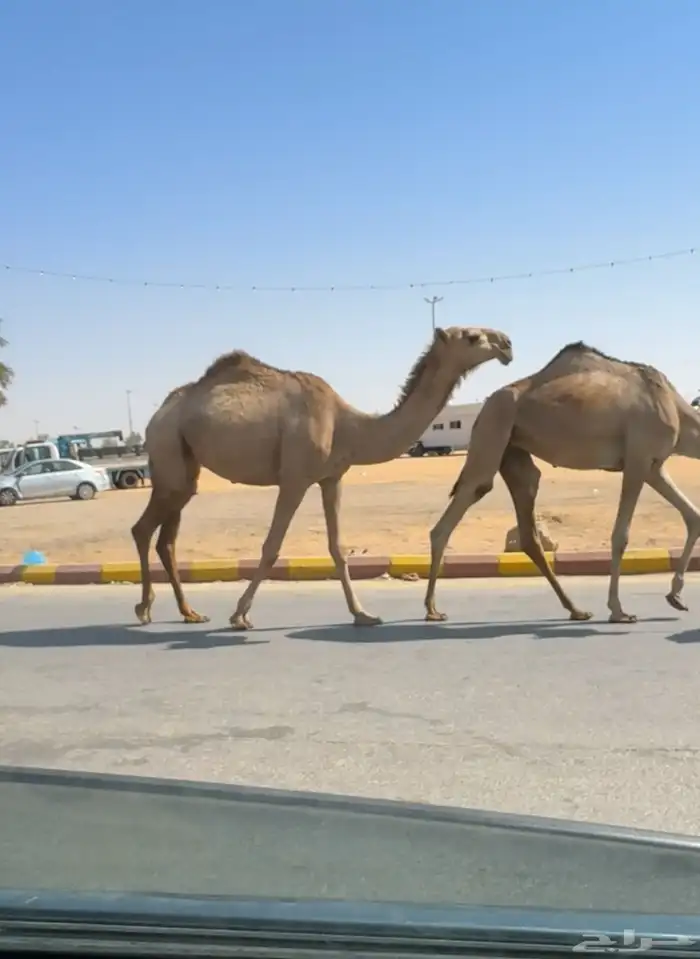 بكره رمانيه كفو 0