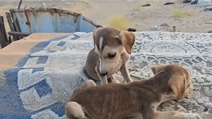 جراوي سلق 5
