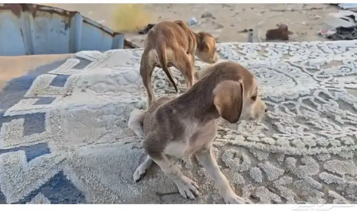 جراوي سلق 2