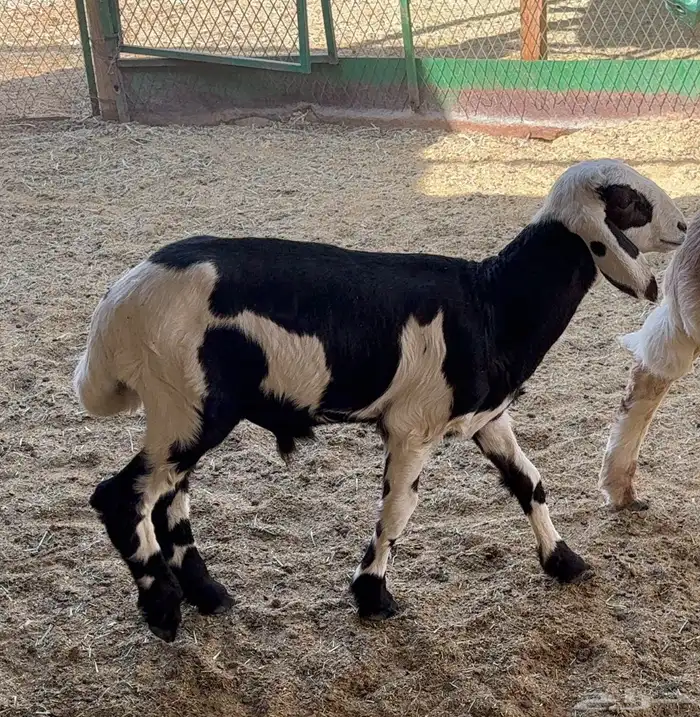 ساكنية متبع بطلي داغور 1