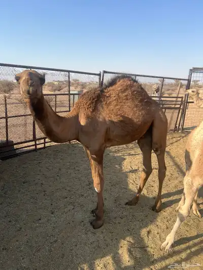 قعدان للبيع شي نظيف وع حليب امه 2