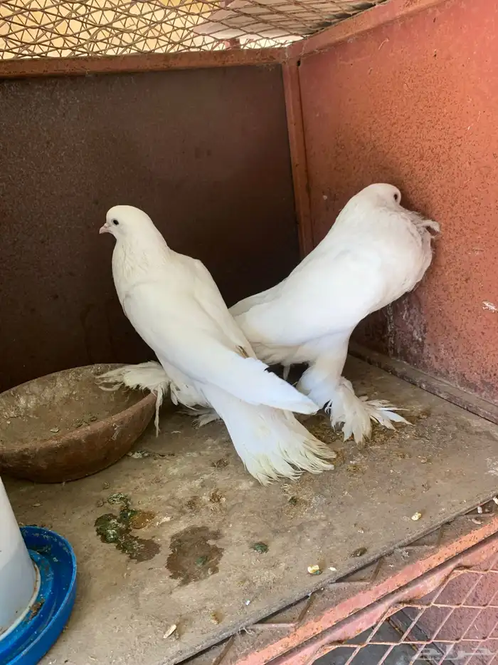 حمام نفاخ 3 أزواج 0