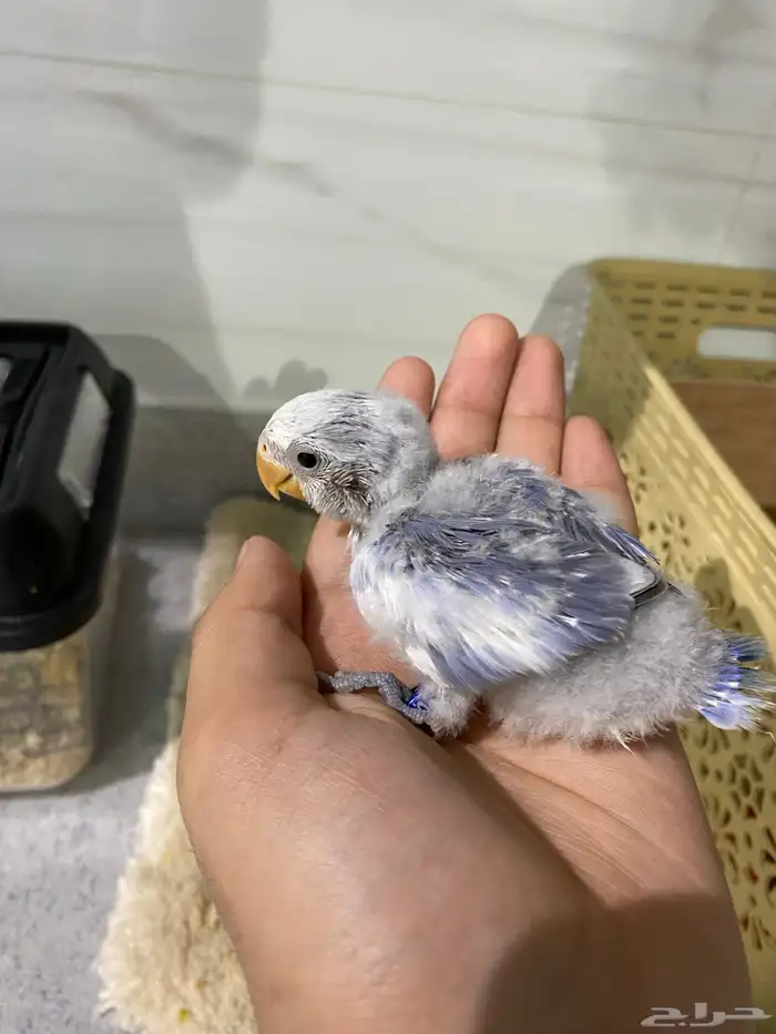 فرخ روز تم البيع الله يبارك 1