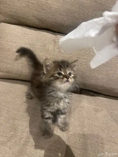 قط شيرازي 1