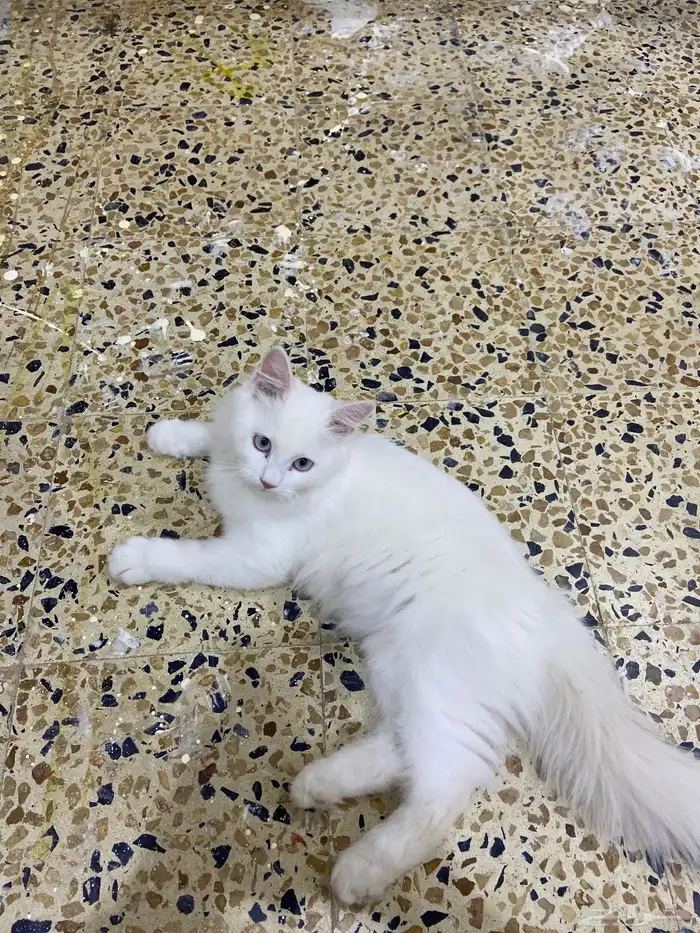 قطط للتبني 1