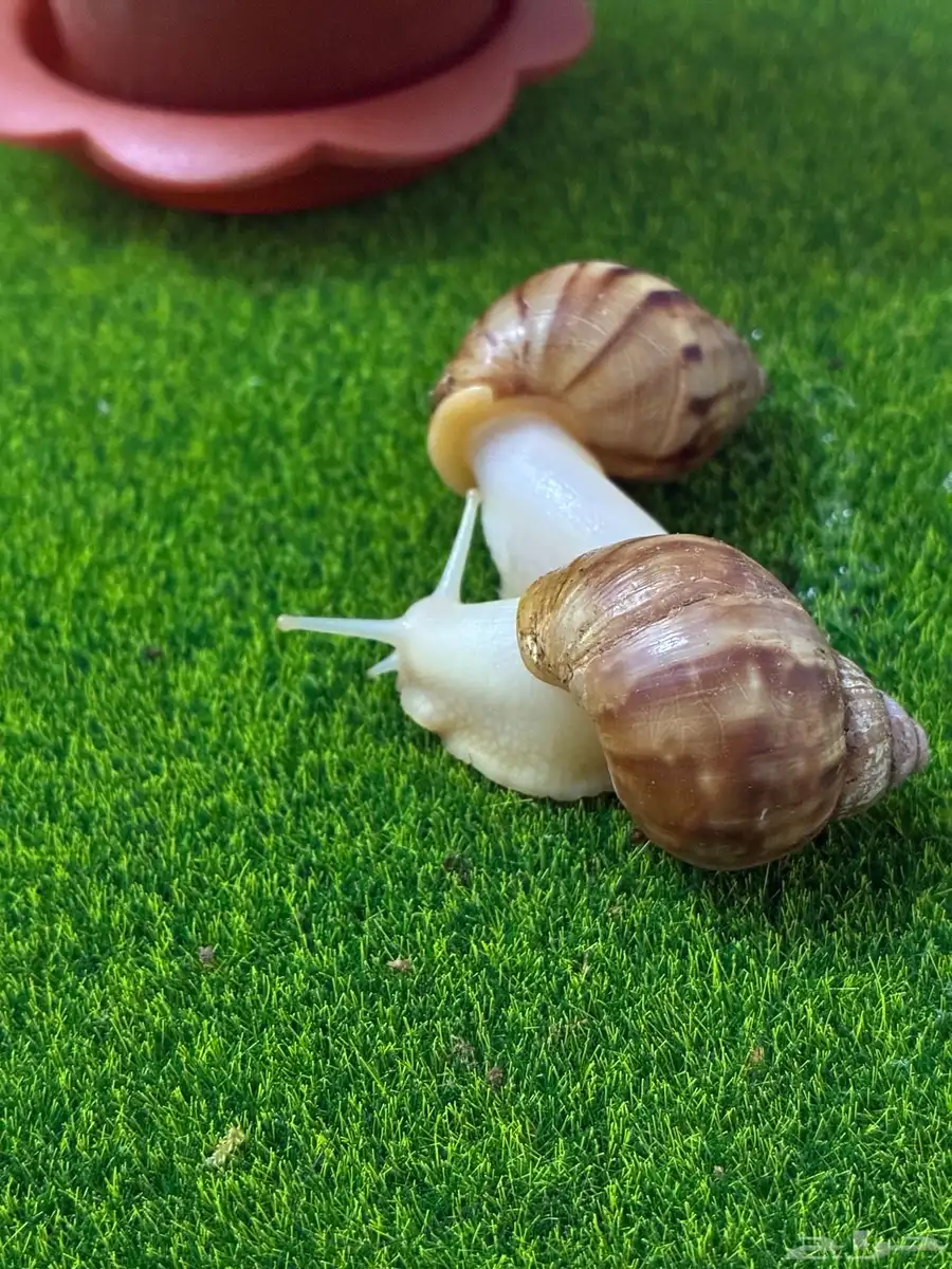 للبيع حلزونات الأفريقي عندنا كميات 0