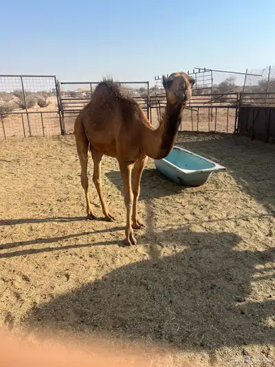 قعدان للبيع شي نظيف وع حليب امه 4