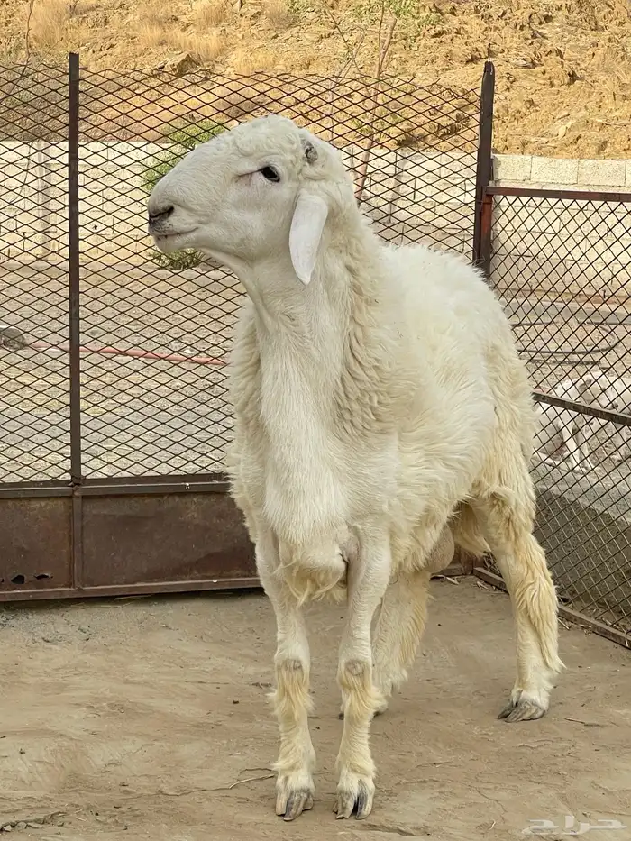 مشروع فحل حري جذع 2