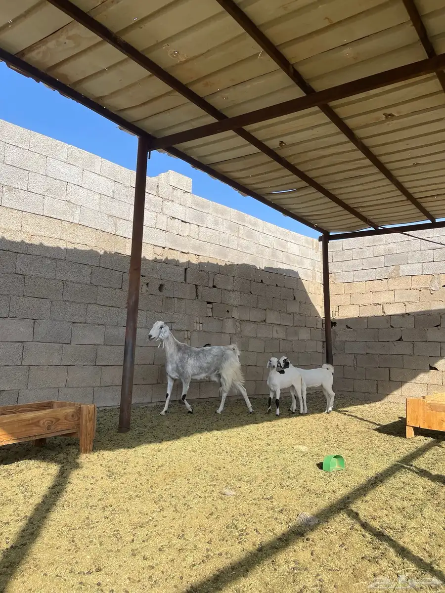 عنز مصريه صنف تحتها 2 جفره وتيس 1