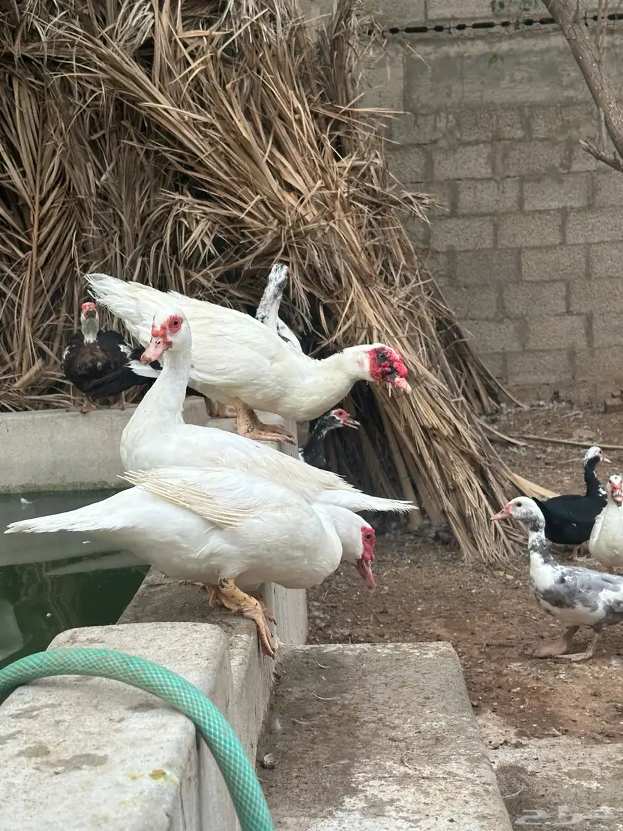 بط مسكوفي index