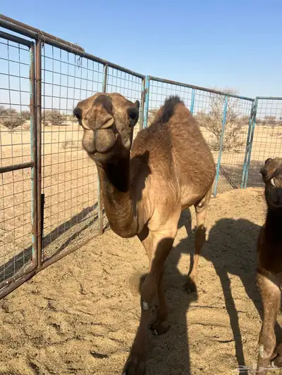 قعدان للبيع شي نظيف وع حليب امه 5