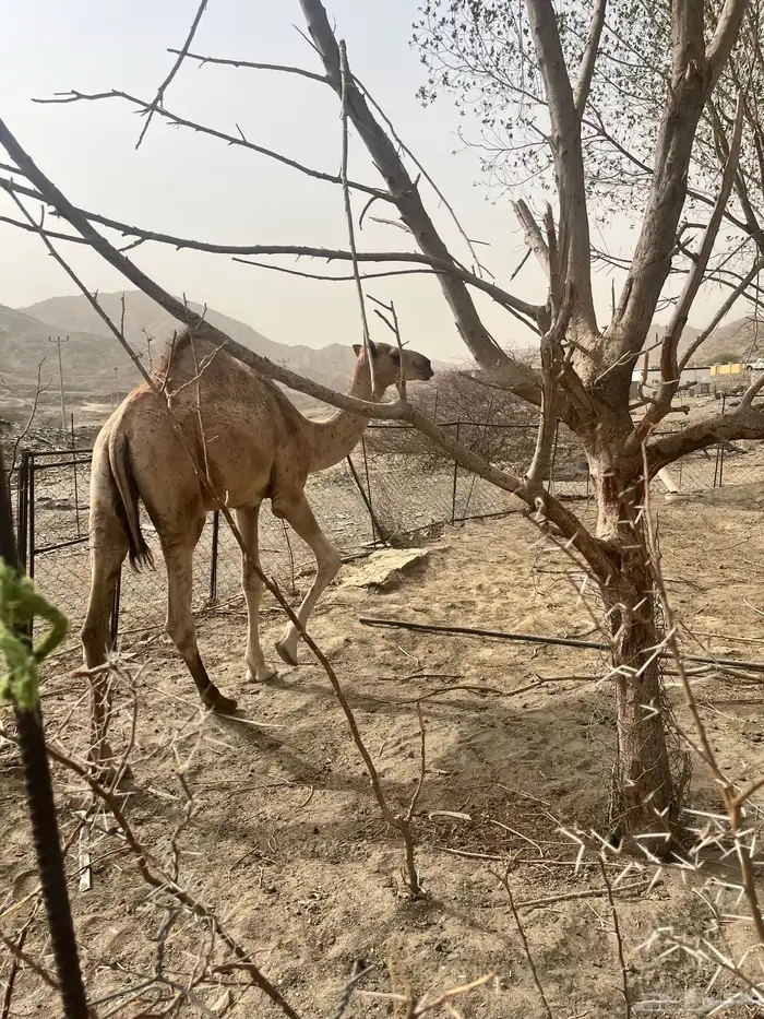 قعود بلدي 1