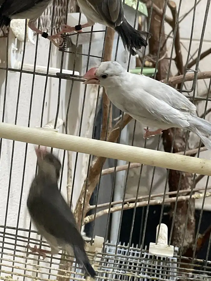 طيور جاوا فينش 1