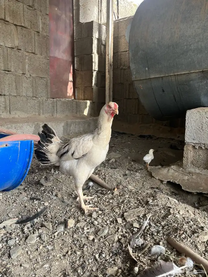 دجاجه فارسي 1