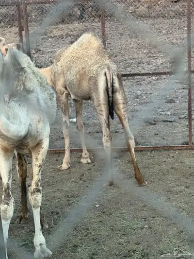 قعود للبيع 4