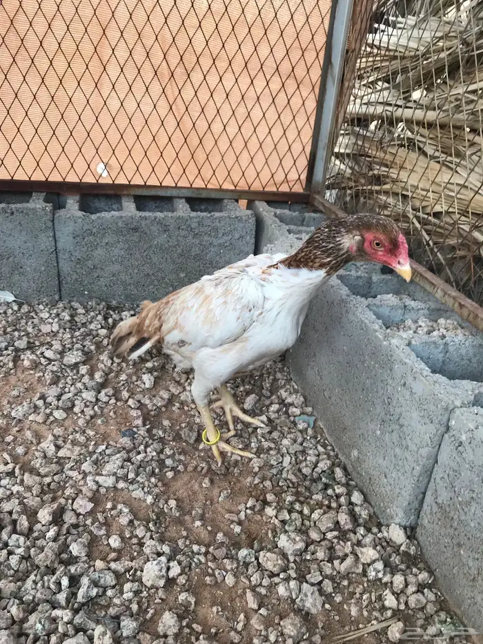 جوز ميوالي فاخر 2